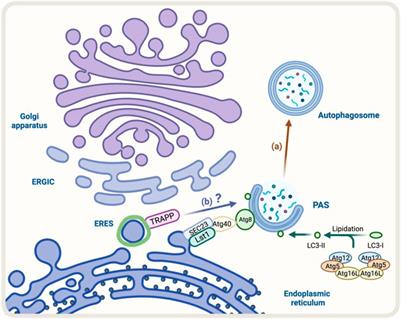 Impact of interorganelle coordination between the conventional early secretory pathway and autophagy in cellular homeostasis and stress response